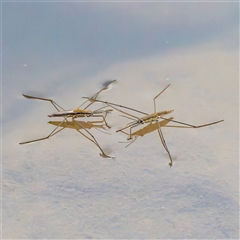 Aquarius antigone (Water strider, pond skater) at Tharwa, ACT - 23 Jan 2025 by Gallpix