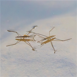 Aquarius antigone (Water strider, pond skater) at Tharwa, ACT by Gallpix