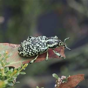 Chrysolopus spectabilis (Botany Bay Weevil) at Booth, ACT by RAllen