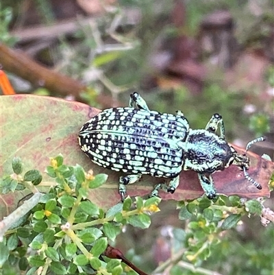 Chrysolopus spectabilis (Botany Bay Weevil) at Booth, ACT - 27 Jan 2025 by RAllen