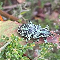 Chrysolopus spectabilis at Booth, ACT - 27 Jan 2025 11:53 AM