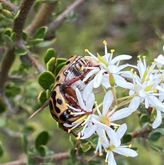 Neorrhina punctatum (Spotted flower chafer) at Booth, ACT - 27 Jan 2025 by RAllen