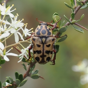 Neorrhina punctatum (Spotted flower chafer) at Booth, ACT by RAllen