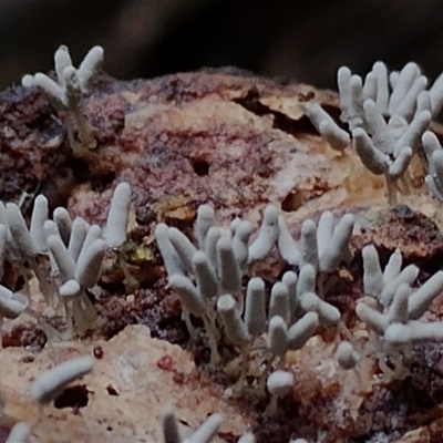 Arcyria cinerea at Kianga, NSW - 26 Jan 2025 by Teresa