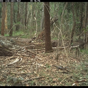 Varanus varius at Tullymorgan, NSW - suppressed