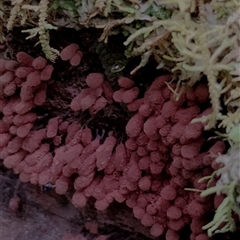 Arcyria denudata at Kianga, NSW by Teresa