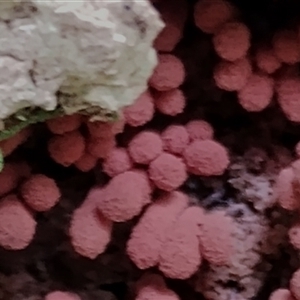 Arcyria denudata at suppressed - suppressed