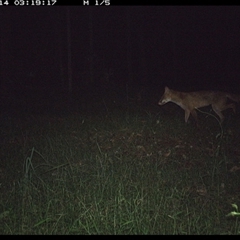 Vulpes vulpes at Tullymorgan, NSW - 13 Jan 2025 by Tullymorgan1