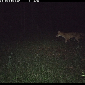 Vulpes vulpes at Tullymorgan, NSW - 14 Jan 2025 03:19 AM