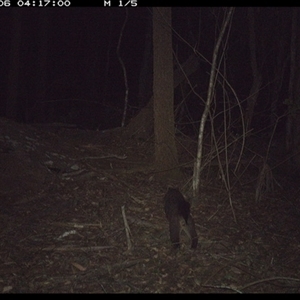 Unidentified Possum or Glider at Tullymorgan, NSW by Tullymorgan1