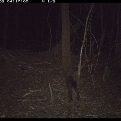 Unidentified Possum or Glider at Tullymorgan, NSW - 6 Jan 2025 by Tullymorgan1