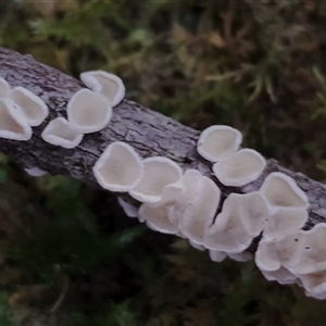 zz – ascomycetes - apothecial (Cup fungus) at Kianga, NSW by Teresa