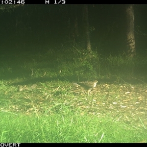 Tachyspiza cirrocephala at Tullymorgan, NSW - 8 Jan 2025 07:02 AM