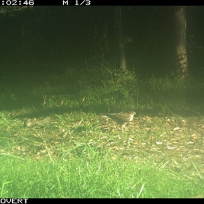 Tachyspiza cirrocephala (Collared Sparrowhawk) at Tullymorgan, NSW - 8 Jan 2025 by Tullymorgan1