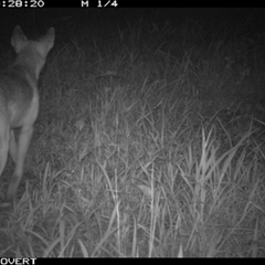 Canis lupus (Dingo / Wild Dog) at Tullymorgan, NSW - 18 Jan 2025 by Tullymorgan1