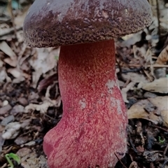 Unidentified Bolete - Fleshy texture, stem central (more-or-less) at Kianga, NSW - 27 Jan 2025 by Teresa