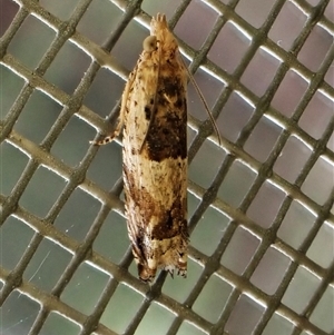 Crocidosema plebejana (Cotton Tipworm Moth) at Cook, ACT by CathB