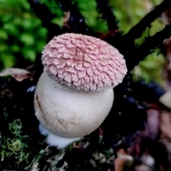 Boletellus sp. (Boletellus) at Kianga, NSW - 27 Jan 2025 by Teresa