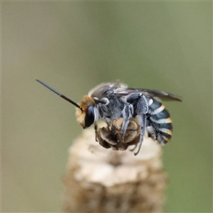 Lipotriches (Austronomia) australica at Gundaroo, NSW by ConBoekel