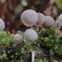 Coprinellus disseminatus (Coprinellus disseminatus) at Kianga, NSW - 27 Jan 2025 by Teresa