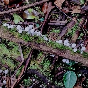 Coprinellus disseminatus at Kianga, NSW - 27 Jan 2025 10:30 AM