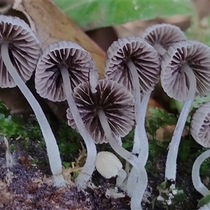 Coprinellus disseminatus at Kianga, NSW - 27 Jan 2025 10:30 AM