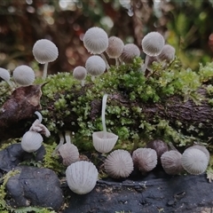 Coprinellus disseminatus at Kianga, NSW - 27 Jan 2025 10:30 AM