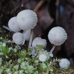 Coprinellus disseminatus at Kianga, NSW - 27 Jan 2025 10:30 AM