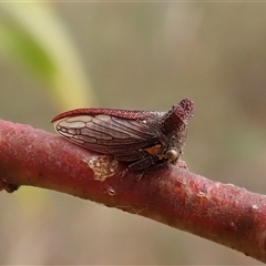 Ceraon sp. (genus) (2-horned tree hopper) at Cook, ACT - 25 Jan 2025 by CathB