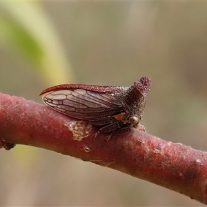 Ceraon sp. (genus) (2-horned tree hopper) at Cook, ACT by CathB