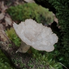 Cymatoderma elegans (Leathery Goblet) at Kianga, NSW - 27 Jan 2025 by Teresa