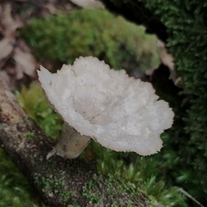 Cymatoderma elegans (Leathery Goblet) at Kianga, NSW by Teresa