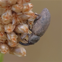 Unidentified Weevil (Curculionoidea) at Gundaroo, NSW - 25 Jan 2025 by ConBoekel