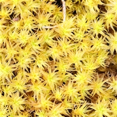 Unverified Moss, Liverwort or Hornwort at Gundaroo, NSW - 26 Jan 2025 by ConBoekel
