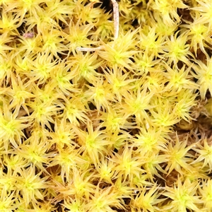 Unidentified Moss, Liverwort or Hornwort at Gundaroo, NSW by ConBoekel