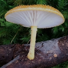 Cyptotrama asprata (Gold Tufts) at Kianga, NSW - 27 Jan 2025 by Teresa