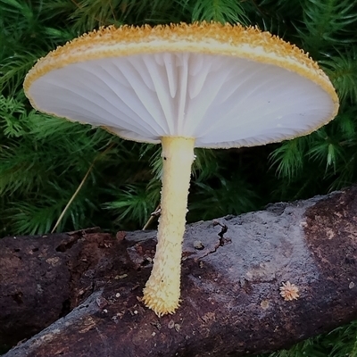 Cyptotrama asprata (Gold Tufts) at Kianga, NSW - 27 Jan 2025 by Teresa