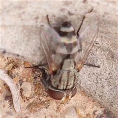 Unidentified True fly (Diptera) at Gundaroo, NSW - 25 Jan 2025 by ConBoekel