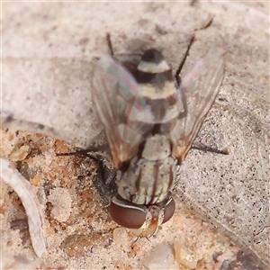 Unidentified True fly (Diptera) at Gundaroo, NSW by ConBoekel