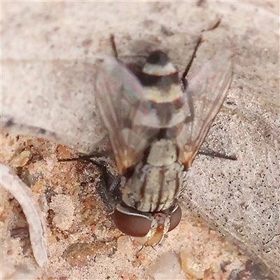 Unidentified True fly (Diptera) at Gundaroo, NSW - 25 Jan 2025 by ConBoekel