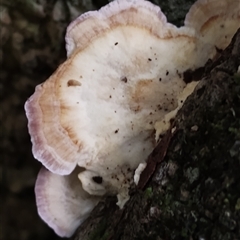 Unidentified Other fungi on wood at Kianga, NSW - 26 Jan 2025 by Teresa