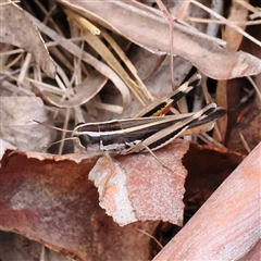 Macrotona australis (Common Macrotona Grasshopper) at Gundaroo, NSW - 26 Jan 2025 by ConBoekel