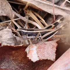 Macrotona australis at Gundaroo, NSW - 26 Jan 2025 07:22 AM