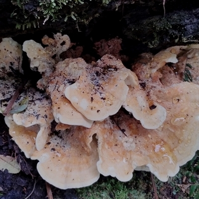 Unidentified Other fungi on wood at Kianga, NSW - 27 Jan 2025 by Teresa