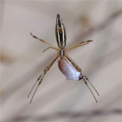 Argiope protensa (Long-tailed Argiope) at Gundaroo, NSW - 26 Jan 2025 by ConBoekel