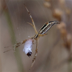 Argiope protensa at Gundaroo, NSW - 26 Jan 2025 07:32 AM