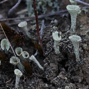 Cladonia sp. (genus) (Cup Lichen) at Gundaroo, NSW by ConBoekel