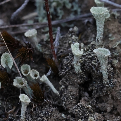 Unidentified Moss, Liverwort or Hornwort at Gundaroo, NSW - 25 Jan 2025 by ConBoekel