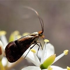 Nemophora sparsella at Cook, ACT - 24 Jan 2025 by CathB