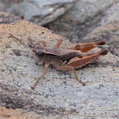 Phaulacridium vittatum (Wingless Grasshopper) at Gundaroo, NSW - 26 Jan 2025 by ConBoekel